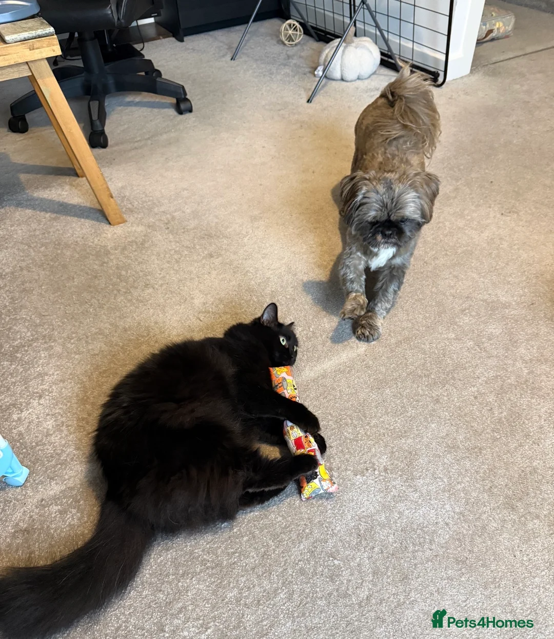 Shih Tzu dogs for sale: 4 year old Shih Tzu female in Peterborough - Advert 4