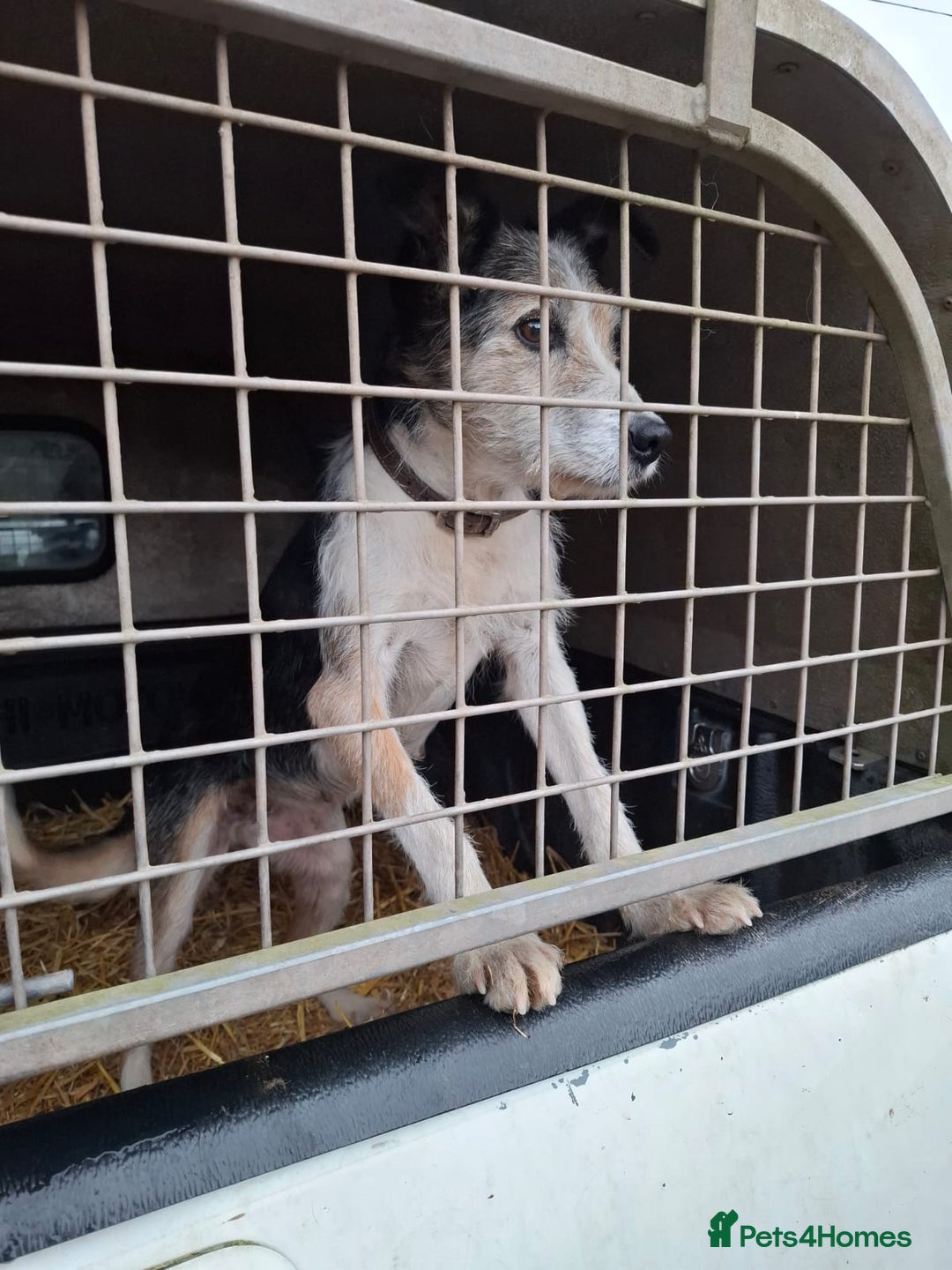 Mixed Breed dogs for sale: Sheepdog puppies - Image 2