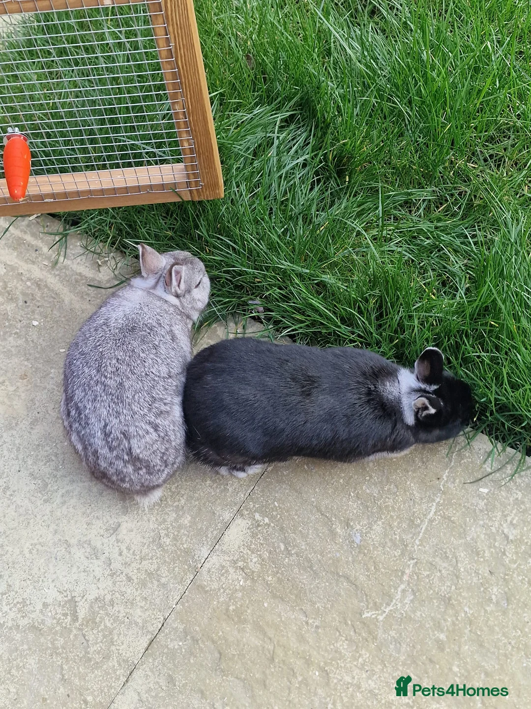 Netherland Dwarf rabbits for sale: 2 female Netherlands dwarf rabbits with hutch - Advert 1