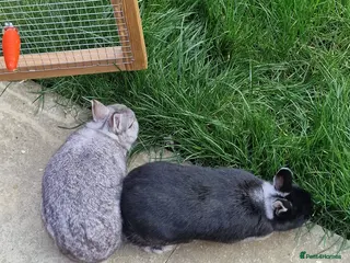 Netherland Dwarf rabbits 2 female Netherlands dwarf rabbits with hutch - Advert 10