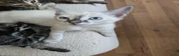 Bengal cats for sale: Bengal cross kittens - Advert 7