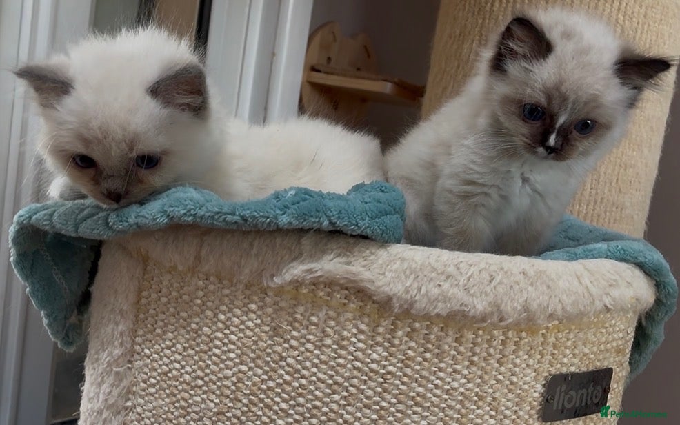 Ragdoll cats Pair of Ragdoll registered kittens - Advert 1