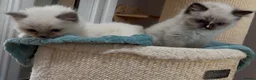 Ragdoll cats for sale: Pair of Ragdoll registered kittens - Advert 1
