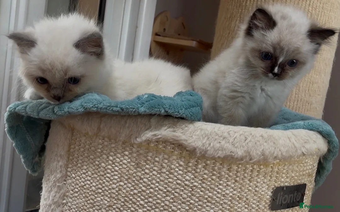 Ragdoll cats for sale: Pair of Ragdoll registered kittens - Advert 1
