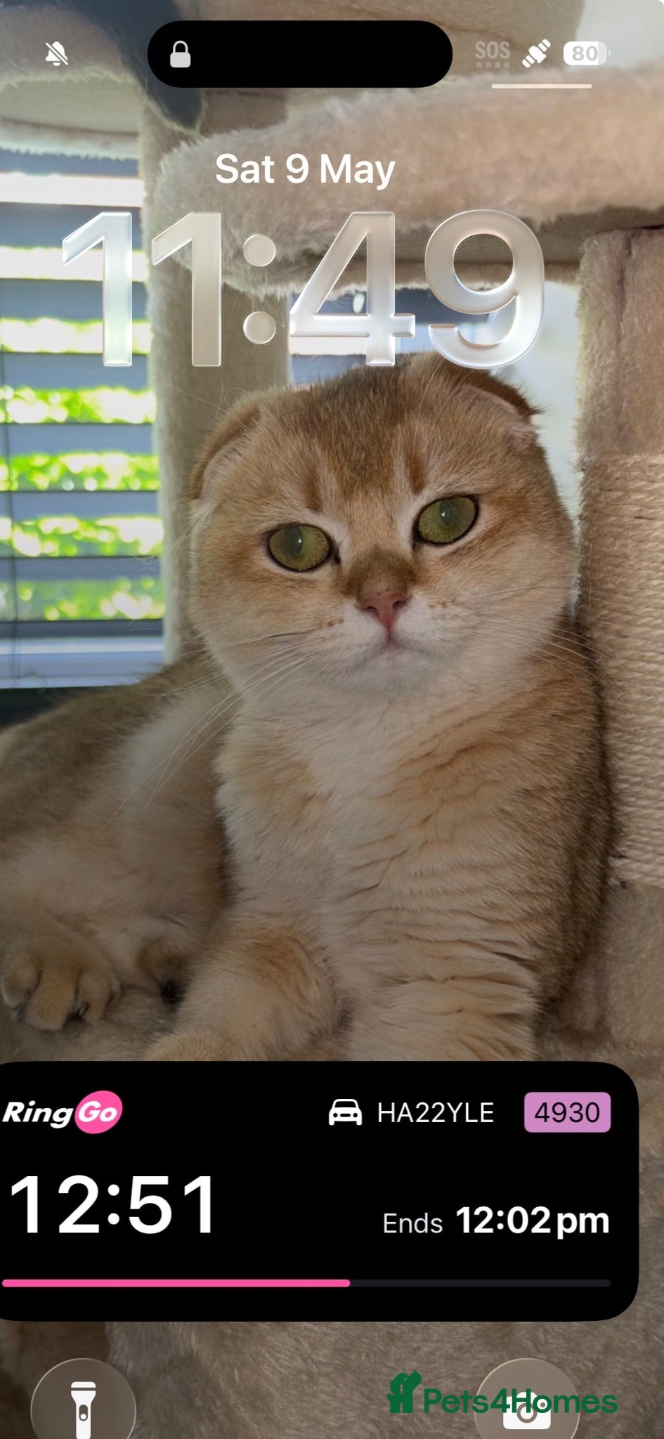 Scottish Fold cats Scottish fold - Advert 4