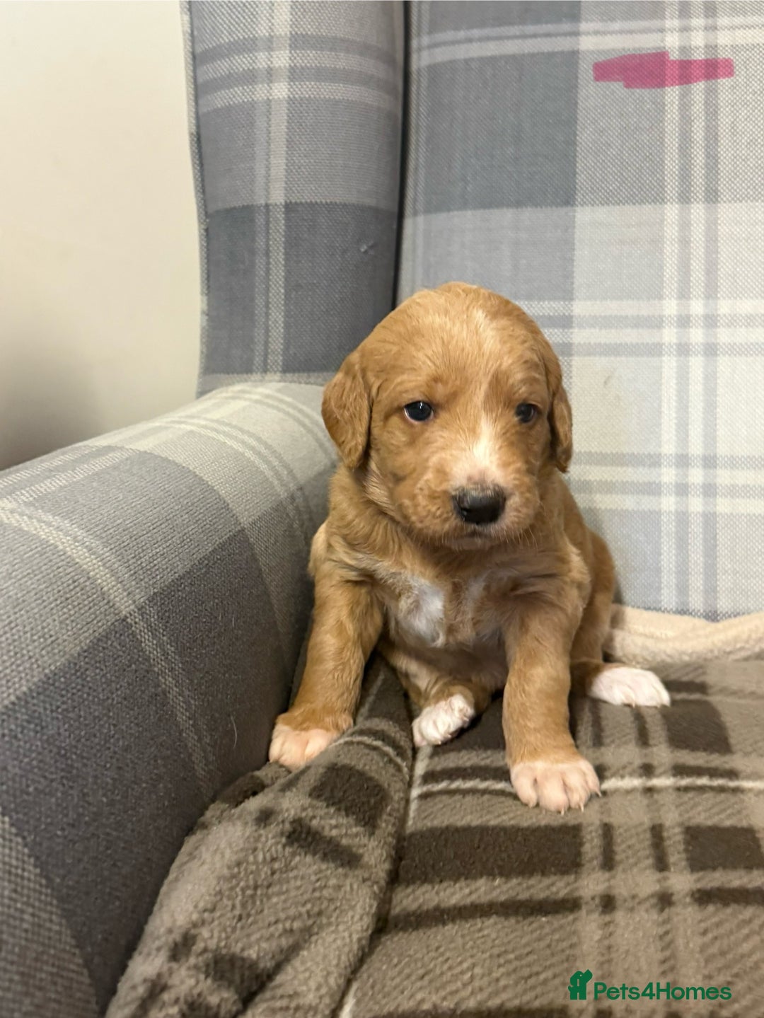 Labradoodle dogs for sale: 6 beautiful labradoodles - Advert 4