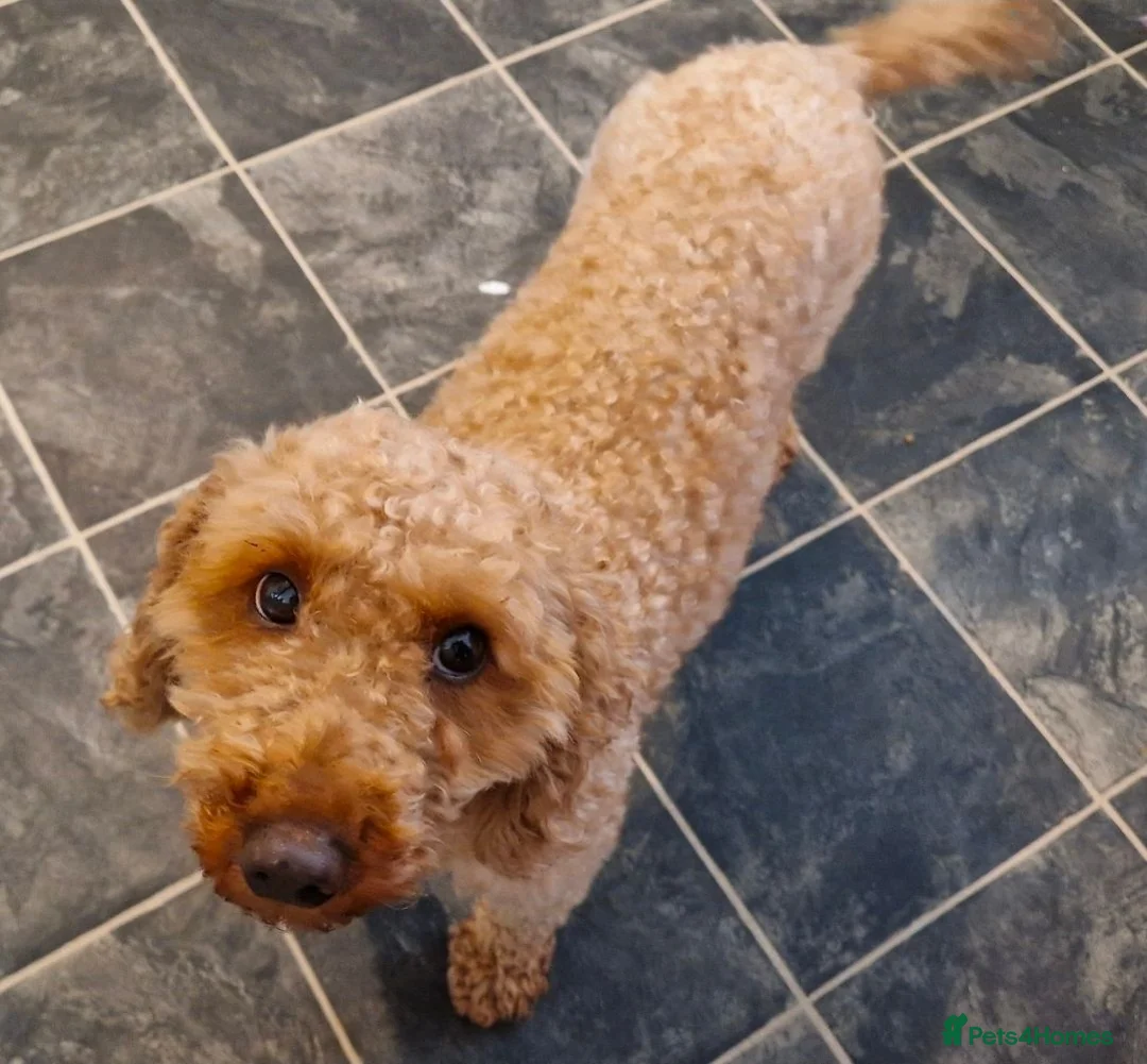 Miniature Poodle dogs for sale: KC registered Health tested Miniature Poodle - Advert 5