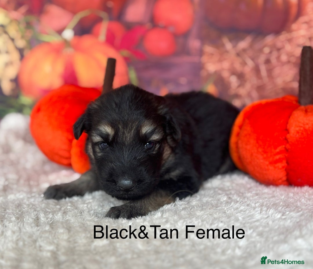 German Shepherd dogs for sale: KC White & Black&Tan German Shepherd Puppies!👀🏡 - Image 6