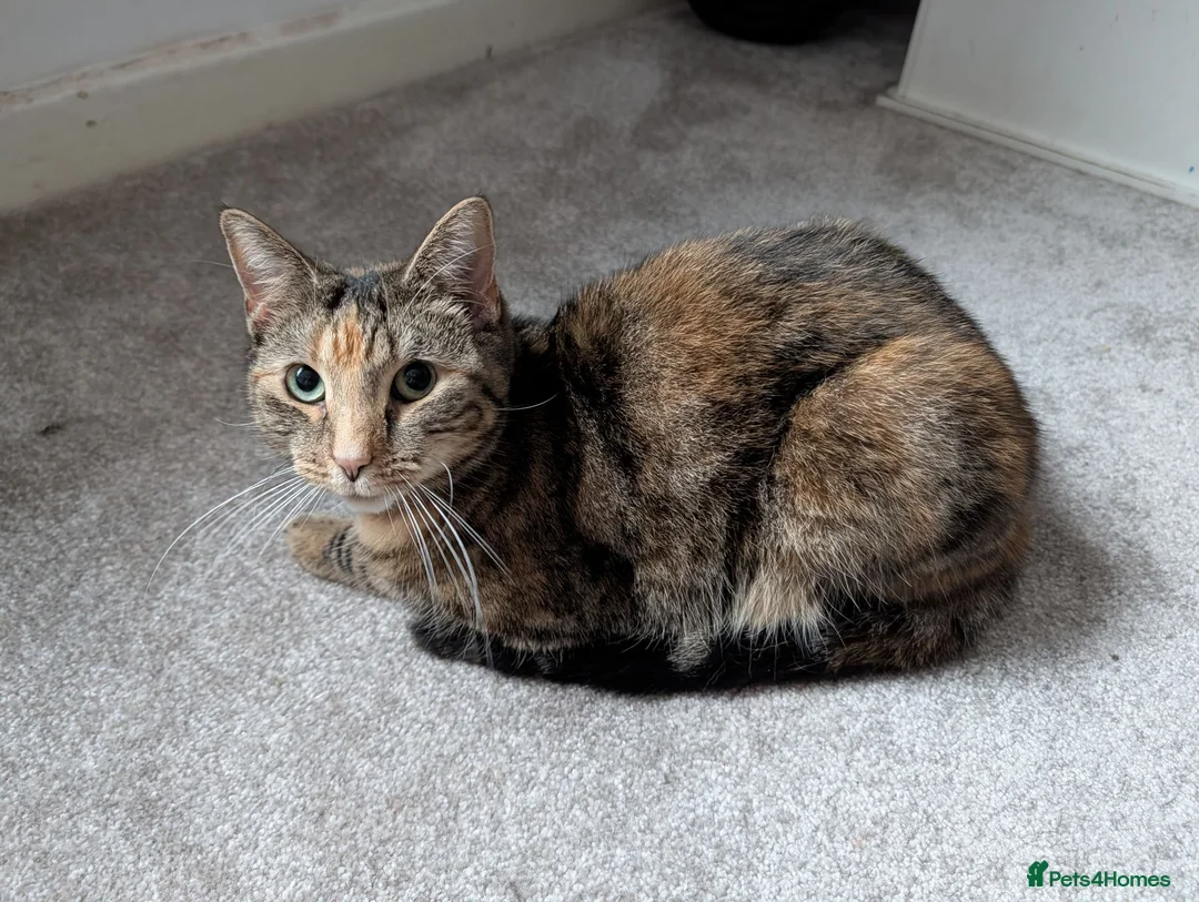 Mixed Breed cats for sale: Sister Siamese x short domestic in Rotherham - Advert 5