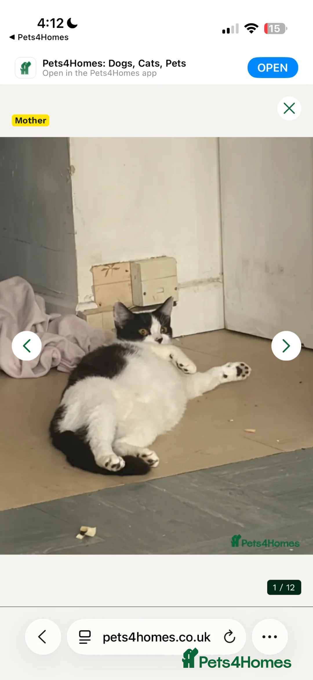 Mixed Breed cats for sale: Kittens  - Advert 1