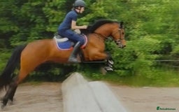Connemara horses for sale: Lovely pony with a bright future  - Image 3