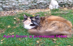 Maine Coon cats for sale: XL beautiful Maine coon gccf kittens for sale  - Advert 6