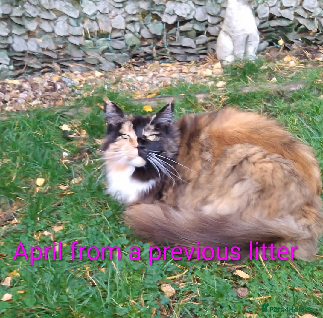 Maine Coon cats for sale: XL beautiful Maine coon gccf kittens for sale  - Advert 6