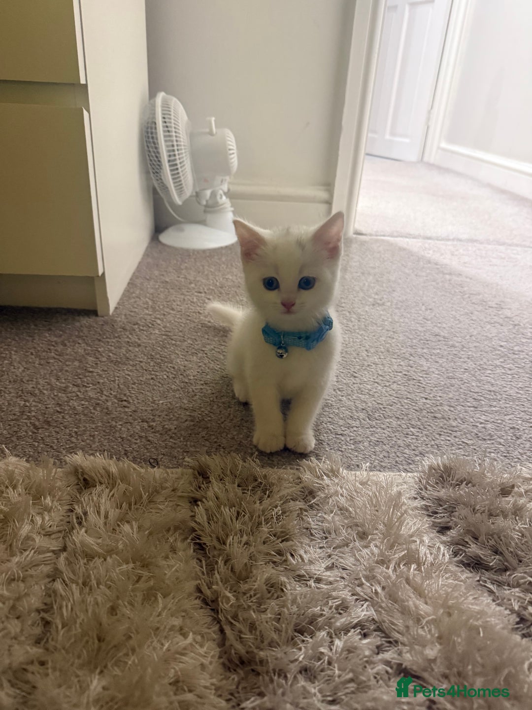 Domestic Shorthair cats for sale: kitten domestic short hair icey white - Advert 2