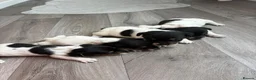 Jack Russell dogs for sale: 🐶 4 Adorable Jack Russel Puppies🐶 - Advert 9