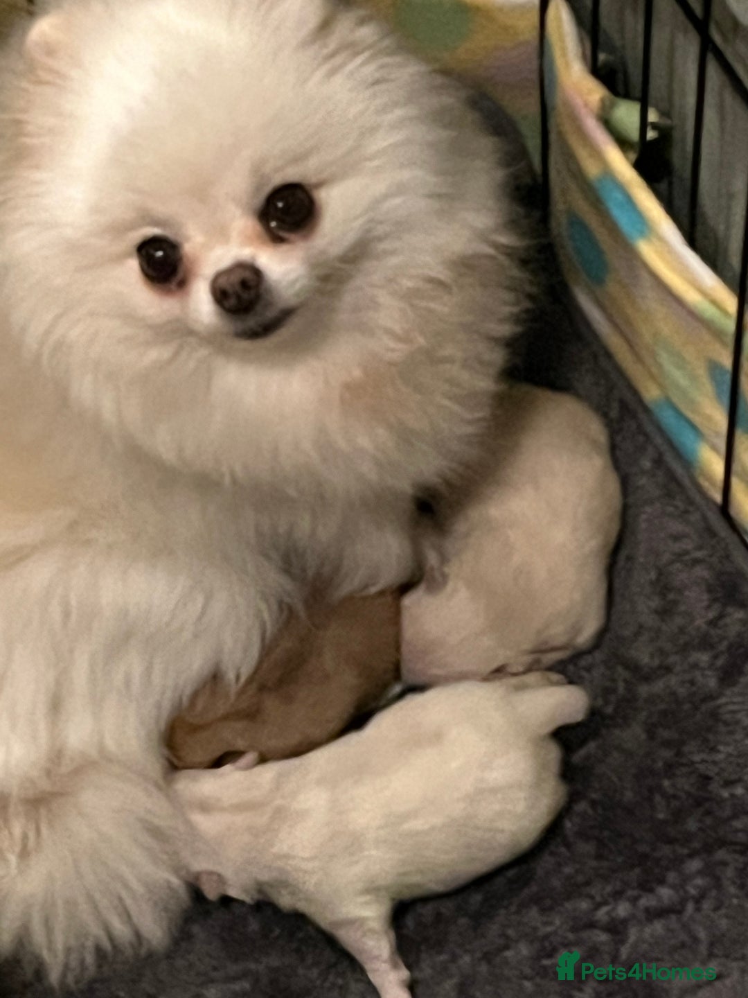 Pomeranian dogs for sale: Quality Pom puppies from Five Star Breeder  - Image 7