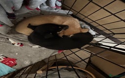 Chihuahua dogs for sale: 2 male puppies Ready to go  - Image 13