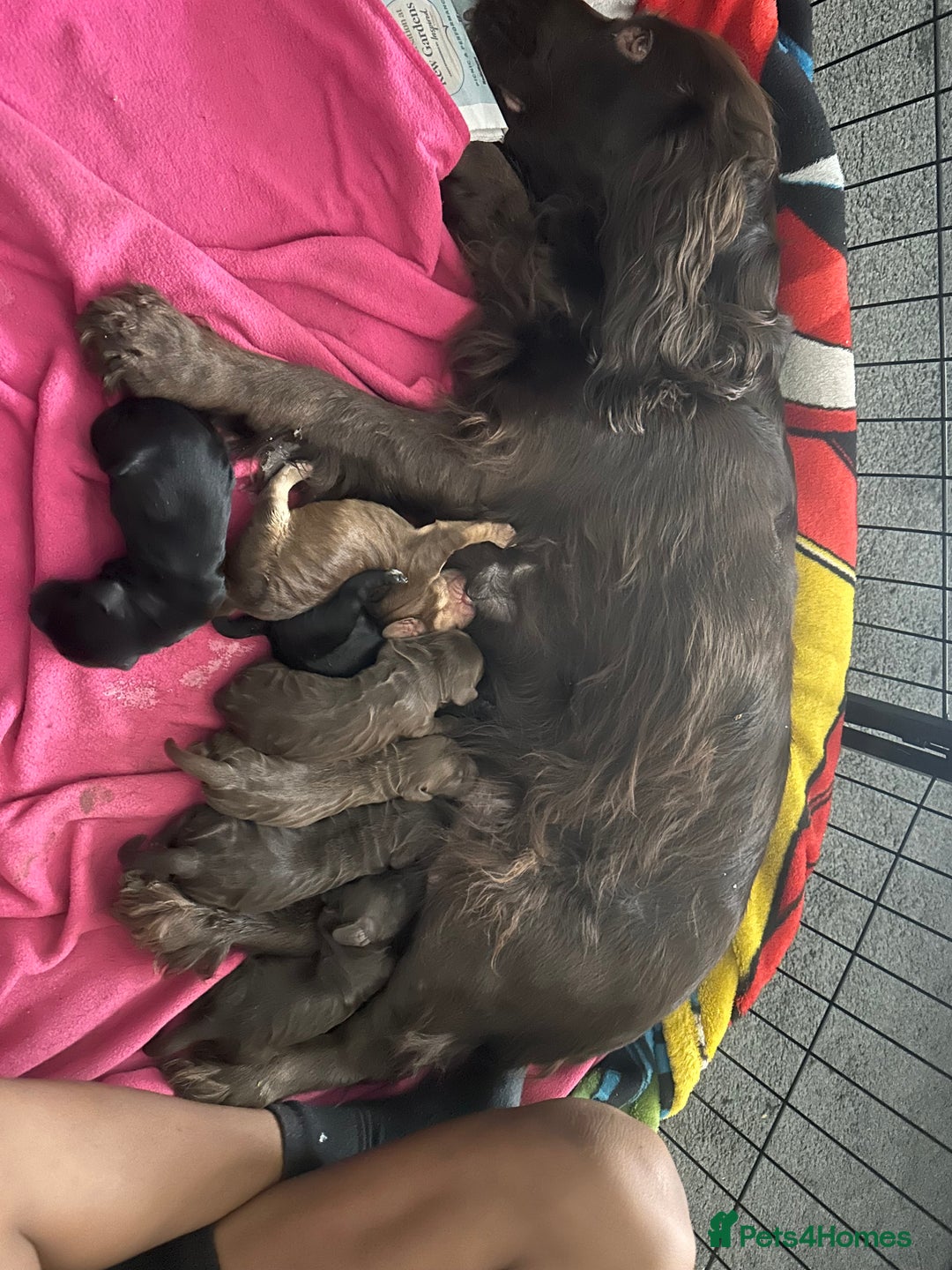 Cockapoo dogs for sale: Beautiful Cockerpoo puppies - Image 2