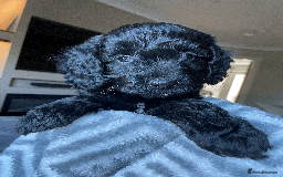 Cockapoo dogs for sale: Beautiful Thick coated Fluffy F1 Toy Cockapoo pups - Advert 35