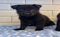German Shepherd dogs for sale: KC Registered German Shepard Babies 🐾🐾🐾 - Image 2