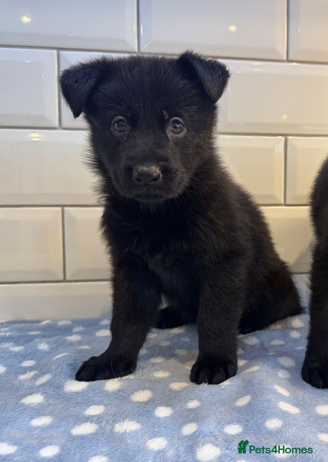 German Shepherd dogs for sale: KC Registered German Shepard Babies 🐾🐾🐾 - Image 2