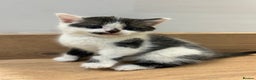 Mixed Breed cats for sale: Kittens  - Advert 5