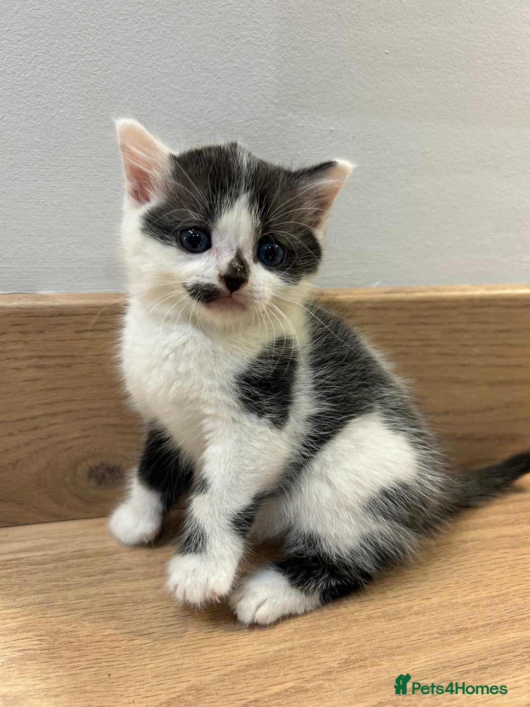 Mixed Breed cats for sale: Kittens  - Advert 5