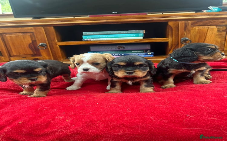 Cavalier King Charles Spaniel dogs - Advert 3