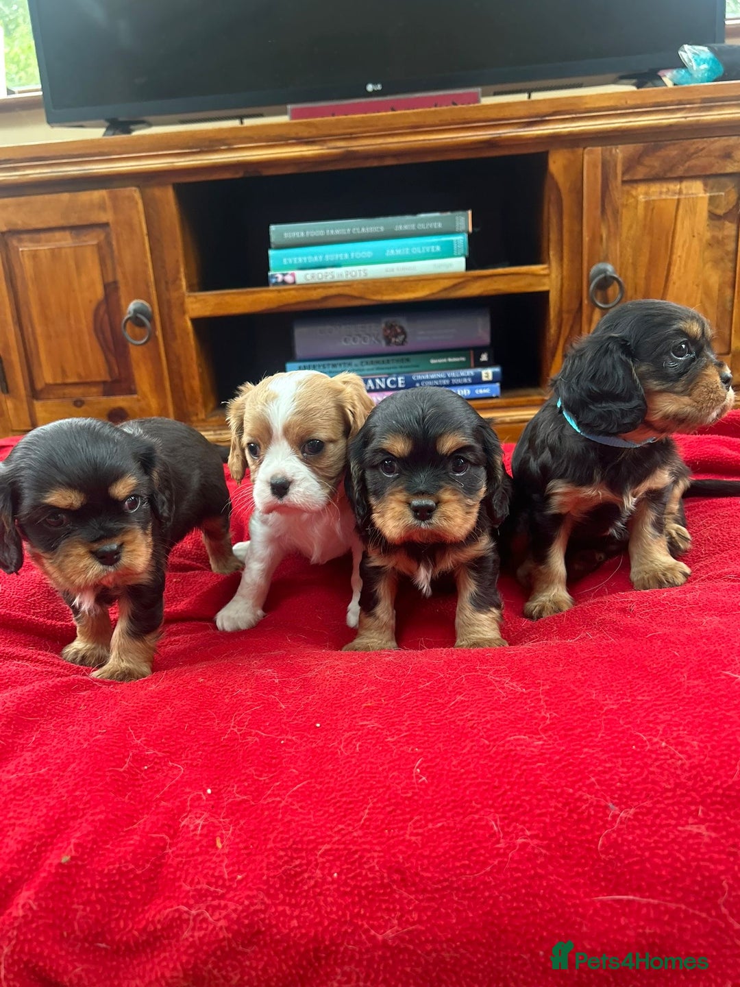Cavalier King Charles Spaniel dogs for sale: Gorgeous Cavalier King Charles puppies for sale - Image 1