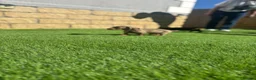 Miniature Dachshund dogs for sale: true tiny dachshunds! - Advert 29