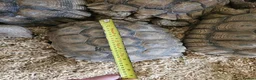 Tortoise reptiles for sale: Sulcata tortoises  - Advert 3