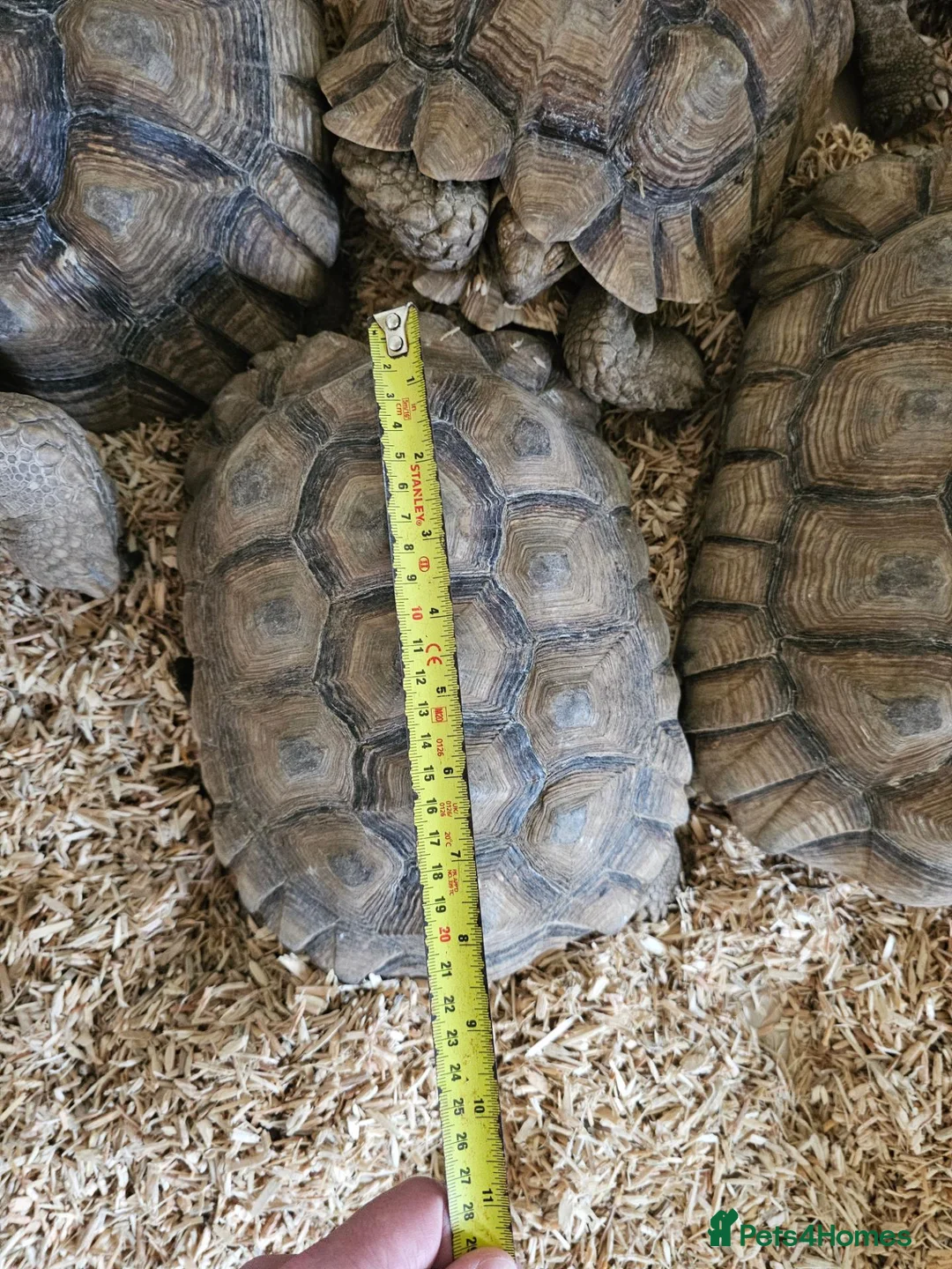 Tortoise reptiles for sale: Sulcata tortoises  - Advert 3