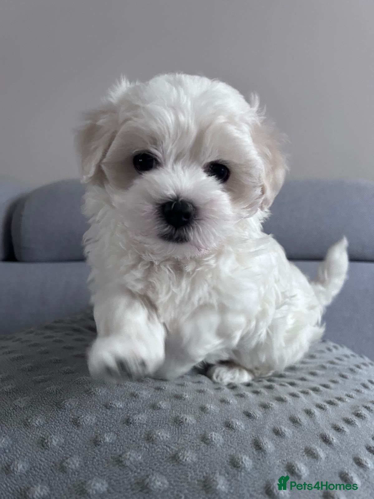 Maltese dogs Maltese puppy - Advert 12