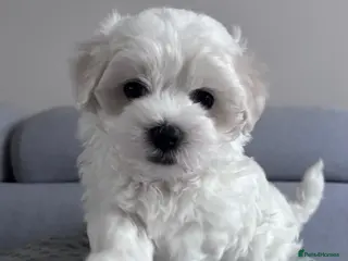 Maltese dogs Maltese puppy - Advert 12