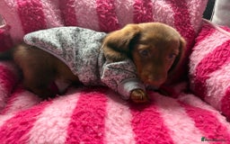 Miniature Dachshund dogs for sale: Stunning minature dachshund puppies - Image 33