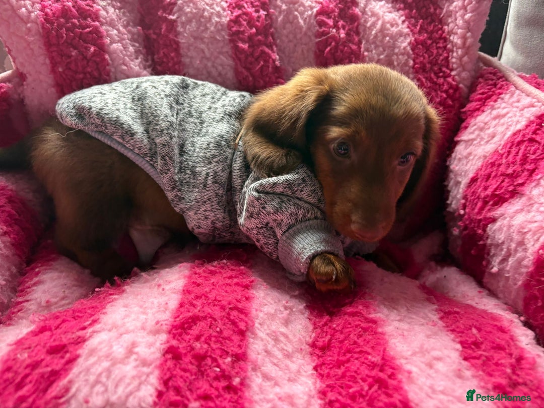 Miniature Dachshund dogs for sale: Stunning minature dachshund puppies - Image 33