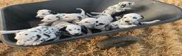 Dalmatian dogs for sale: Dalmation puppies - Advert 5