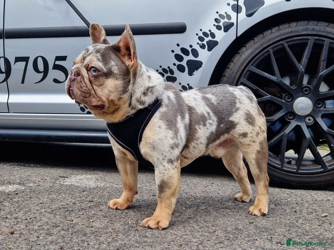 French Bulldog dogs for stud: ** RogueRoyales Zeus ** Fully Suited Lilac Merle  in Wolverhampton - Advert 4