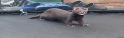 Ferret rodents for sale: Black self kit  in Newport - Advert 7