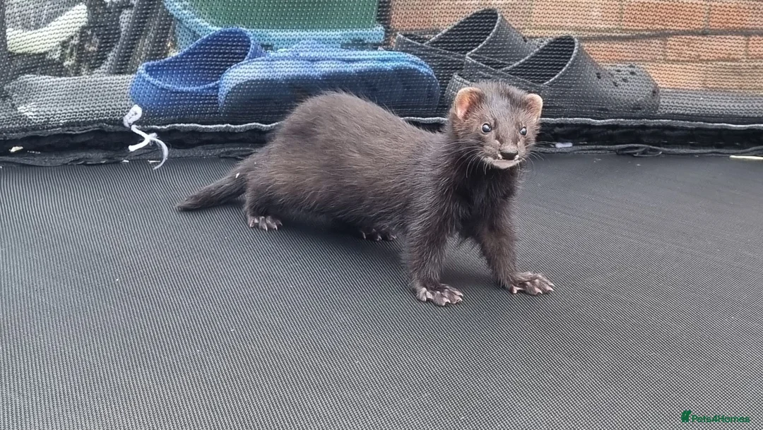 Ferret rodents for sale: Black self kit  in Newport - Advert 7