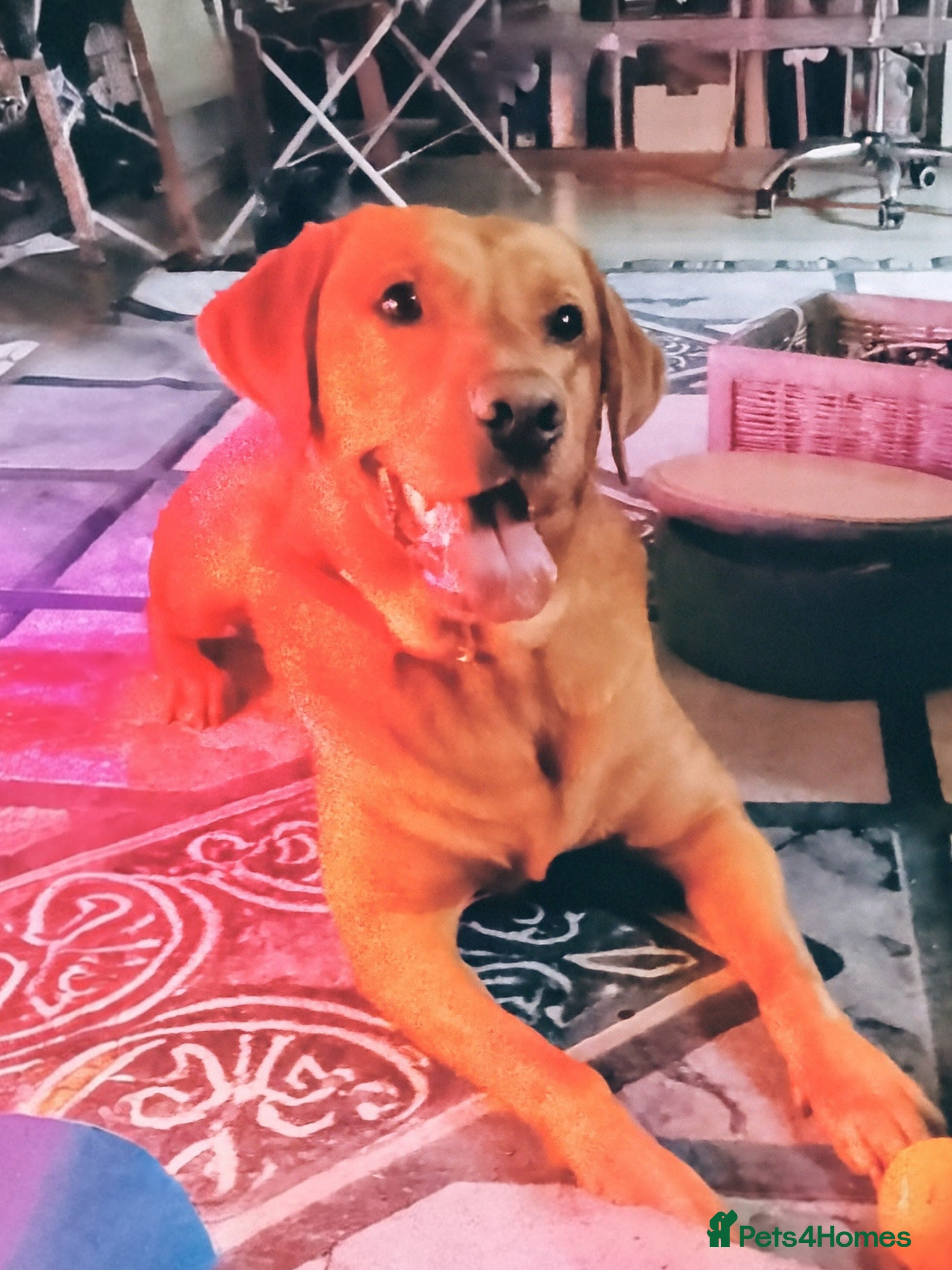 Labrador Retriever dogs Bonz The Red Labrador - Advert 11