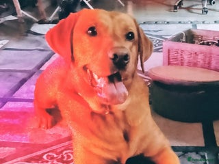 Labrador Retriever dogs for stud - Advert 1