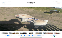 Shar Pei dogs for sale: Kc registered cream Shar pro  - Image 4
