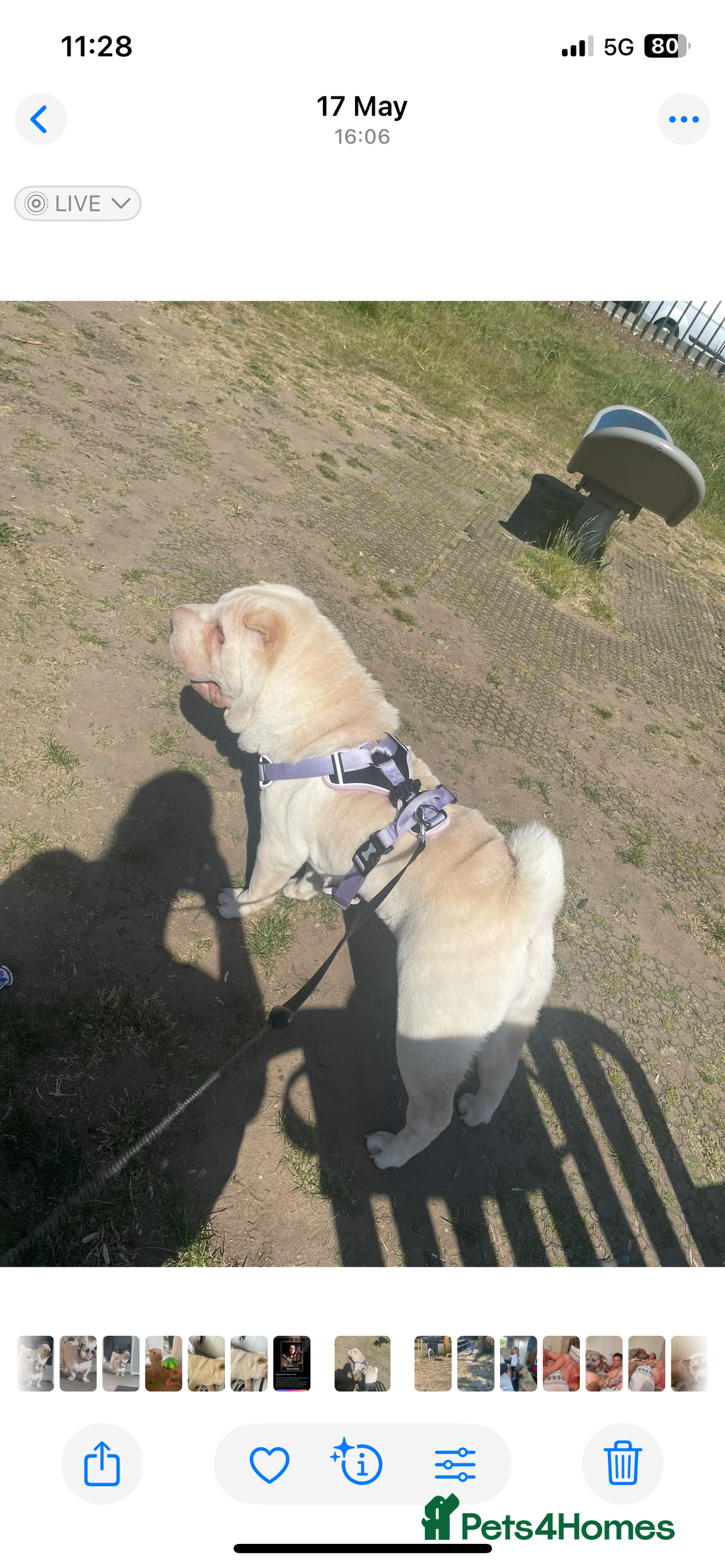 Shar Pei dogs for sale: Kc registered cream Shar pro  - Image 4