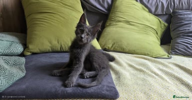 Maine Coon cats - Advert 4