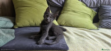 Maine Coon cats - Advert 4