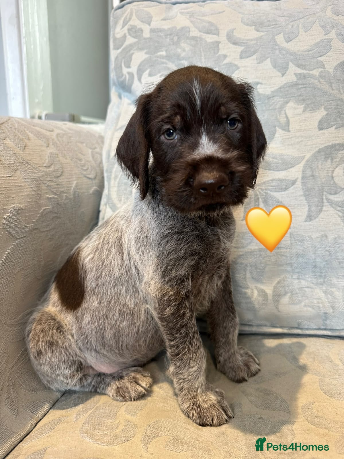 German Wirehaired Pointer dogs Kc reg german wirehaired pointer puppies for sale - Advert 6