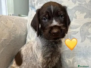 German Wirehaired Pointer dogs Kc reg german wirehaired pointer puppies for sale - Advert 13