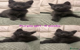 Domestic Shorthair cats for sale: 2 stunning fluffy grey girls - Image 2