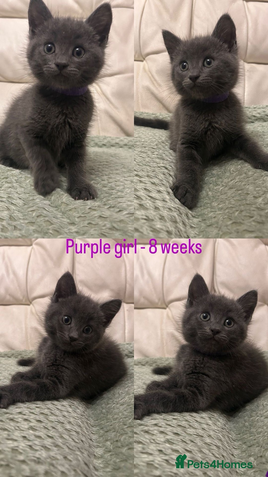 Domestic Shorthair cats for sale: 2 stunning fluffy grey girls - Image 2